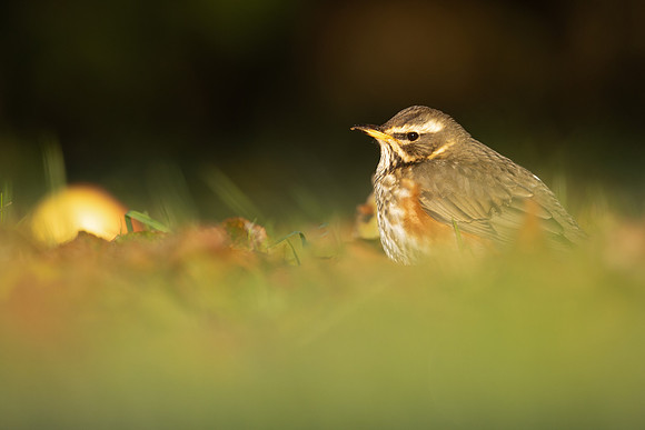 Redwing, Tockington, December 2022