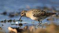 Ruff, Northwick Warth, September 2016