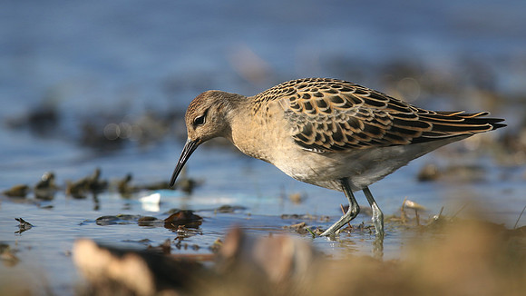 Ruff, Northwick Warth, September 2016