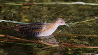 Baillons Crake, Germasogeia Dam, Cyprus, May 2016