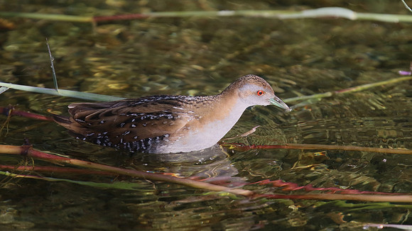Baillons Crake, Germasogeia Dam, Cyprus, May 2016