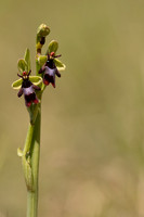 Fly Orchid, Selsey Common, May 2024