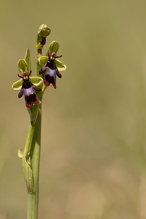 Fly Orchid, Selsey Common, May 2024