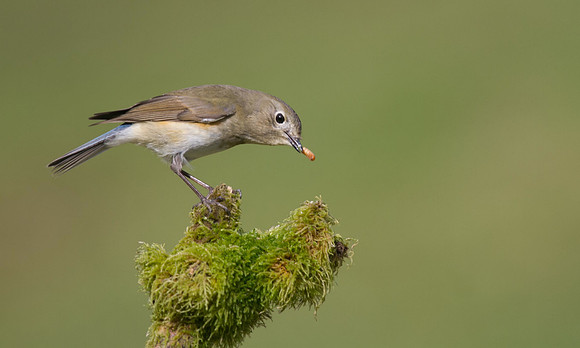 Red flanked Bluetail, Marshfield 2014