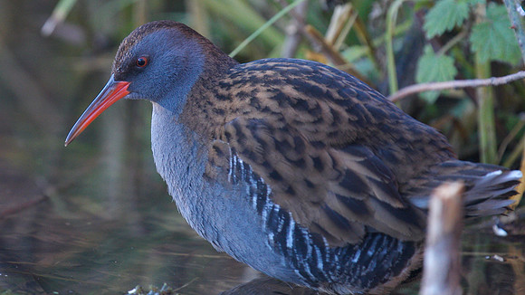 Water Rail, Slimbridge, January  2015