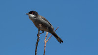 Sardinian Warbler Tomb of the Kings, Paphos 2014