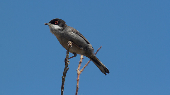 Sardinian Warbler Tomb of the Kings, Paphos 2014