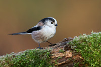 Long-tailed Tit, Milbury Heath, December 2020.