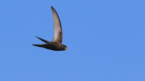 Swift, Larnaca Sewage Works, April 2016