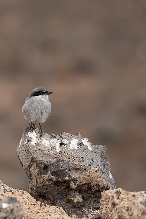 Southern Grey Shrike, Lanzarote, July 2022