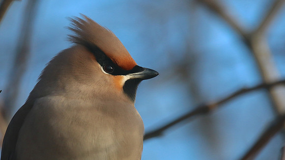 Waxwing, South Shields, Feb 2015