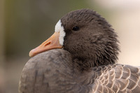 Lesser White-fronted Goose, Slimbridge, September 2023
