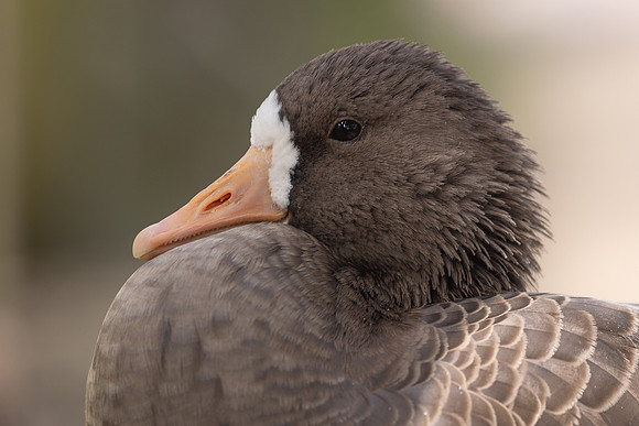 Lesser White-fronted Goose, Slimbridge, September 2023