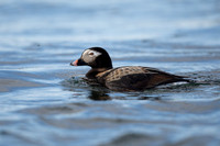 Long-tailed Duck, River Laxa, May 2022