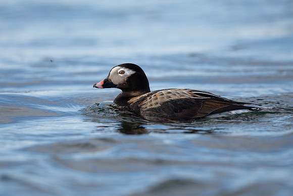 Long-tailed Duck, River Laxa, May 2022