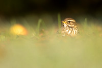 Redwing, Tockington, December 2022