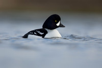 Barrow's Goldeneye,  River Laxa, Iceland, May 2022