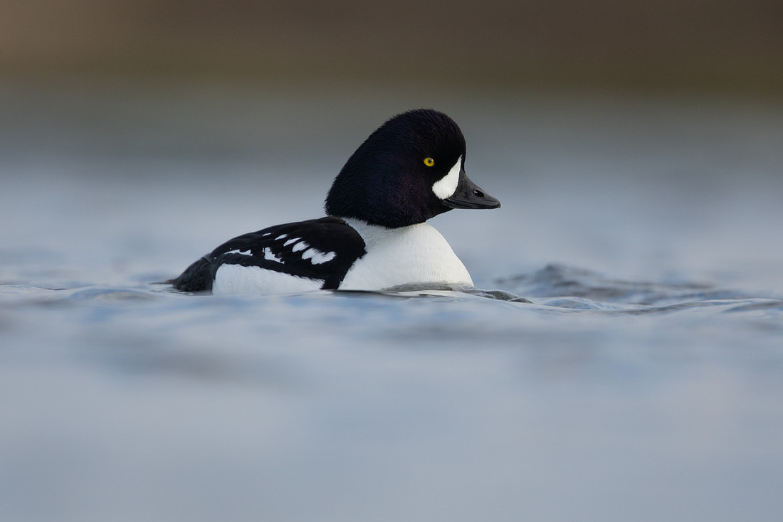 Barrow's Goldeneye, River Laxa, Iceland, May 2022