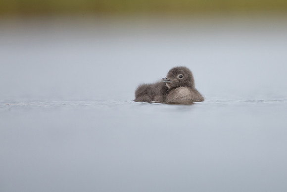 Red-throated Diver, Floi, Iceland, June 2022
