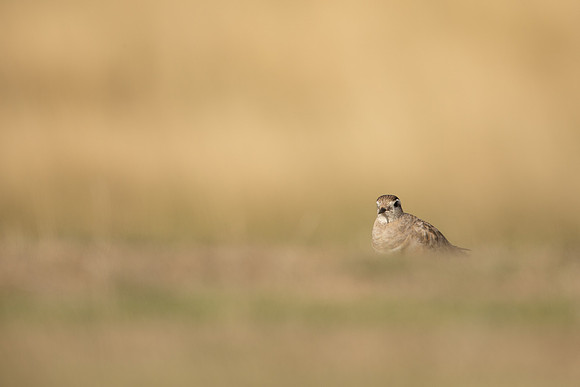 Dotterel, Cleeve Common, September 2022