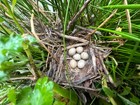 Common Moorhen, Rockhampton, April 2024
