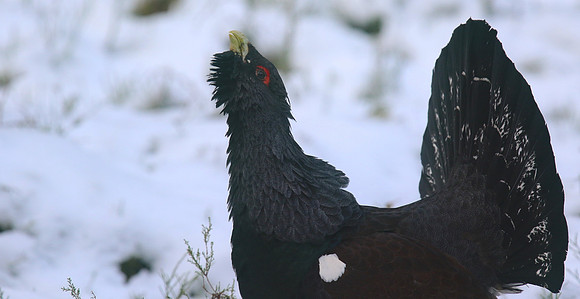 Capercaillie, Cairngorms, Scotland, Feb 2015