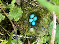 Dunnock