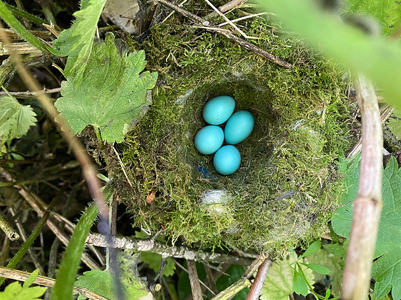 Dunnock