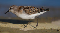 Little Stint, Cheddar Reservoir, September 2014