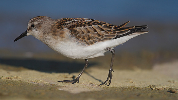 Little Stint, Cheddar Reservoir, September 2014