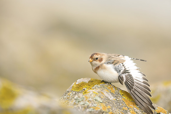 Snow Bunting, Severn Beach, November 2020