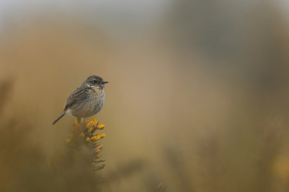Stonechat, New Forest, April 2021