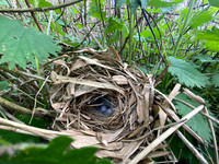 Chiffchaff, Rockhampton, April 2022