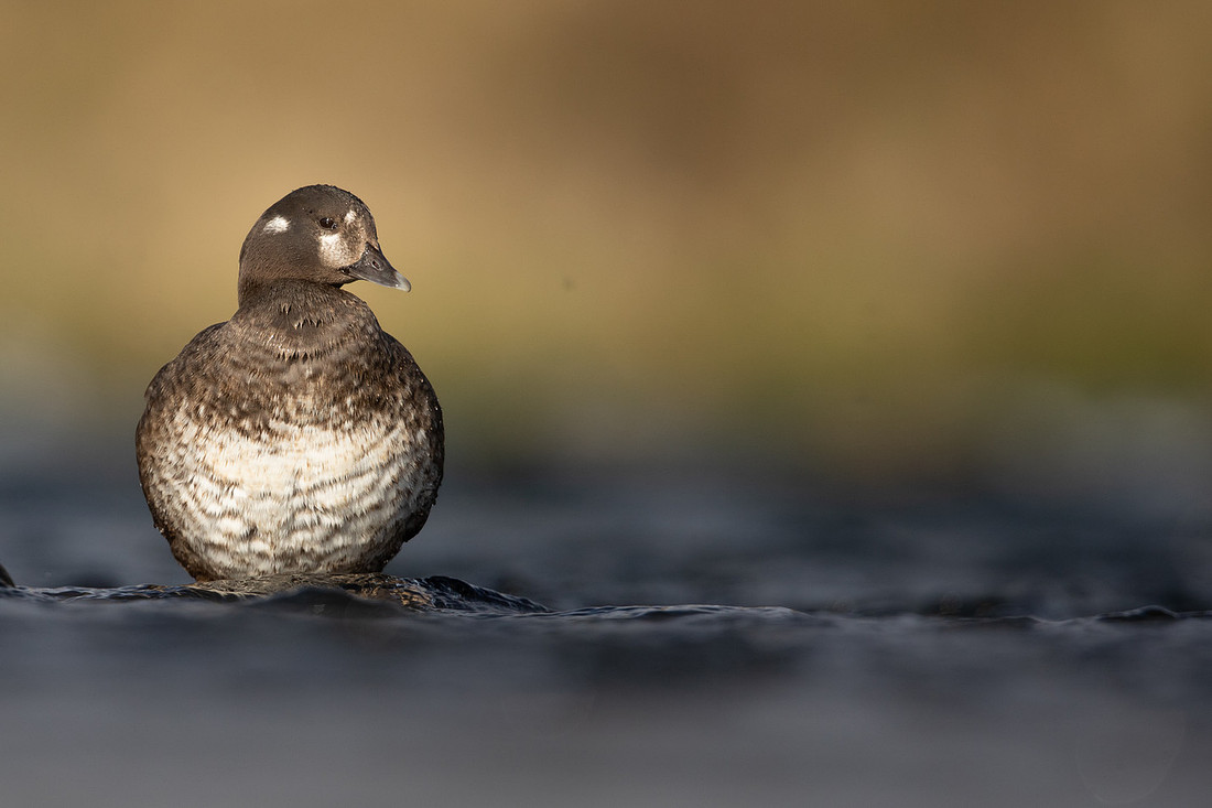 Harlequin Duck, River Laxa, Iceland, May 2022
