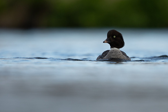 Barrows Goldeneye, River Laxa, Iceland, June 2022