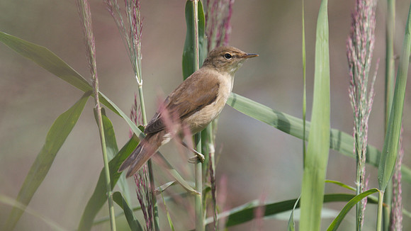 Reed Warbler, RSPB Ham Wall 2014