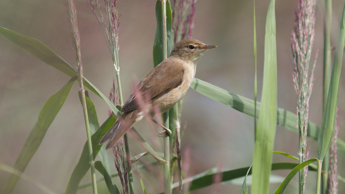Reed Warbler, RSPB Ham Wall 2014