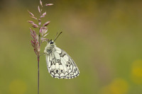 Marble White, Oldbury Power Station, June 2024