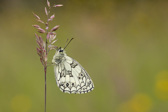 Marble White, Oldbury Power Station, June 2024