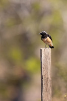 Cyprus Wheatear, Cape Greco, July 2024