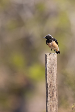 Cyprus Wheatear, Cape Greco, July 2024
