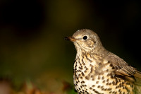 Mistle Thrush , Tockington, December 2022