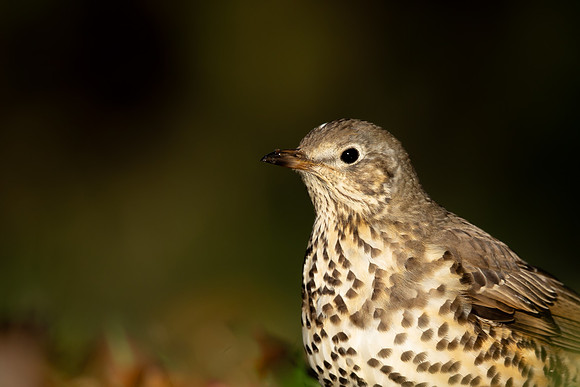Mistle Thrush , Tockington, December 2022