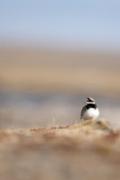 Ringed Plover, Raufarhofn, Iceland, June 2022