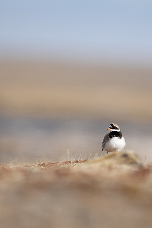 Ringed Plover, Raufarhofn, Iceland, June 2022