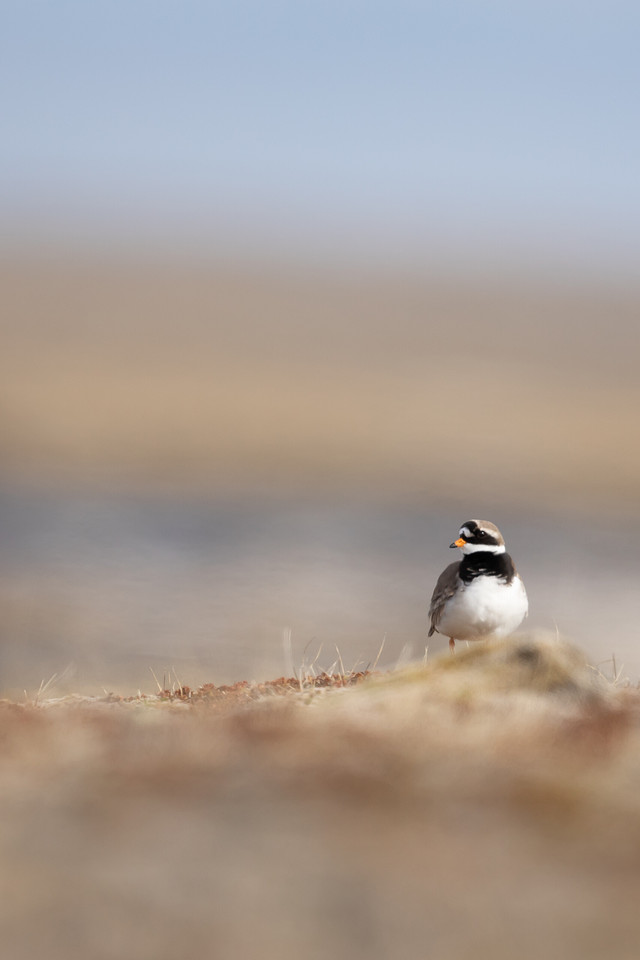 Ringed Plover, Raufarhofn, Iceland, June 2022