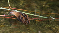 Baillons Crake, Germasogeia Dam, Cyprus, May 2016