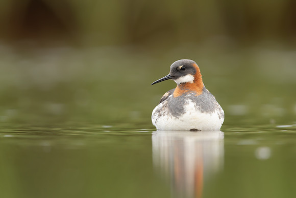 Red-necked Phalarope, Floi,  Iceland, June 2022