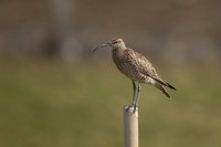 Whimbrel, Sandgeroi, Iceland, May 2022