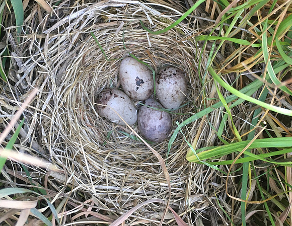 Corn Bunting, Salisbury Plain, June 2020